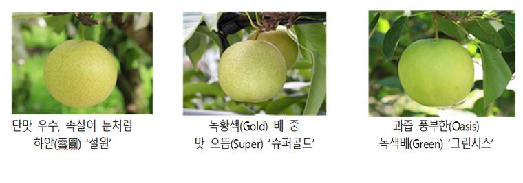 맨날 먹던 그 배가 아니네?… ‘신고’ 독주 막을 신상 녹색배의 반란